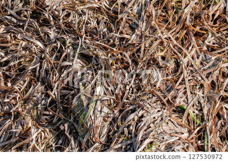 Seaweed dried up, sea grass dirty in bulk in a pile close-up 127530972