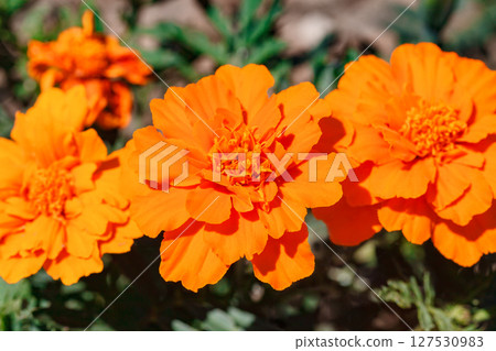 Flowers with orange petals on buds close-up, selective focus  127530983