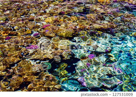 Coral reef multicolored under clear sea, jellyfish, top view through water Coral reef multicolored under clear sea, jellyfish, top view through water 127531009