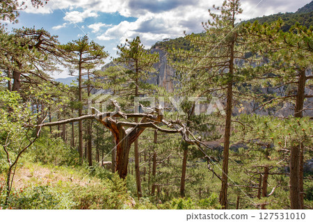 Pine trees in coniferous mountain forest with steep cliffs sheer Pine trees in coniferous mountain forest with steep cliffs sheer 127531010