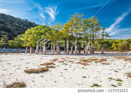 Water cypresses grow in dried up bottom mountain lake, blurred water movement Water cypresses grow in dried up bottom mountain lake, blurred water movement 127531013