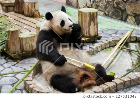 Pandas before returning to China, Adventure World, June 10, 2025 127531042
