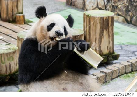 大貓熊返回中國前，《冒險世界》，2025 年 6 月 10 日 127531047