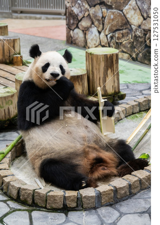 Pandas before returning to China, Adventure World, June 10, 2025 127531050