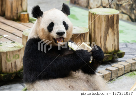 Pandas before returning to China, Adventure World, June 10, 2025 Pandas before returning to China, Adventure World, June 10, 2025 127531057