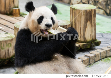 Pandas before returning to China, Adventure World, June 10, 2025 Pandas before returning to China, Adventure World, June 10, 2025 127531058