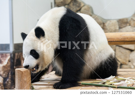 大貓熊返回中國前,《冒險世界》,2025 年 6 月 10 日 大貓熊返回中國前,《冒險世界》,2025 年 6 月 10 日 127531060