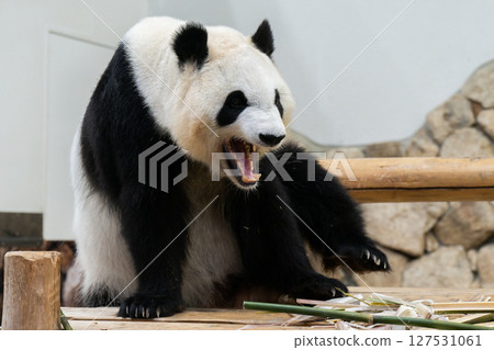 大貓熊返回中國前，《冒險世界》，2025 年 6 月 10 日 127531061