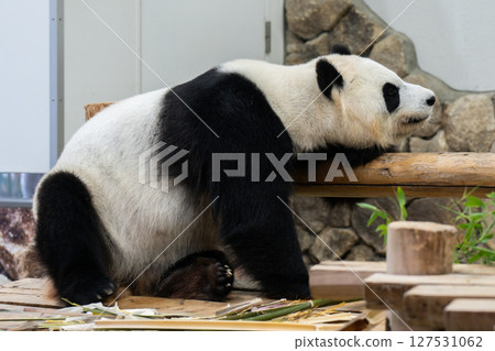 大貓熊返回中國前,《冒險世界》,2025 年 6 月 10 日 大貓熊返回中國前,《冒險世界》,2025 年 6 月 10 日 127531062