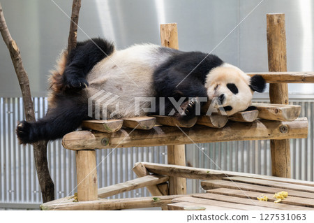 大貓熊返回中國前，《冒險世界》，2025 年 6 月 10 日 127531063