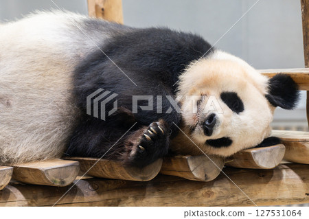 大貓熊返回中國前，《冒險世界》，2025 年 6 月 10 日 127531064