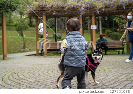 2025年6月11日,台灣鶯歌:一隻黑褐色、全身紅色、獨身的柴犬在鶯歌石廣場玩耍。 2025年6月11日,台灣鶯歌:一隻黑褐色、全身紅色、獨身的柴犬在鶯歌石廣場玩耍。 127531088