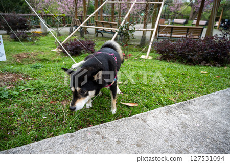 2025年6月11日，台灣鶯歌：一隻黑褐色、全身紅色、獨身的柴犬在鶯歌石廣場玩耍。 127531094