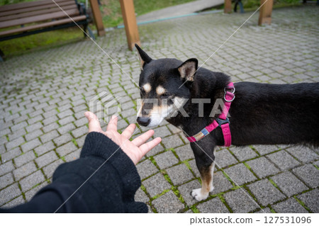 June 11, 2025, Yingge, Taiwan: A black-and-brown Shiba Inu with a red coat and a single body was played at the Eno Stone Plaza. 127531096