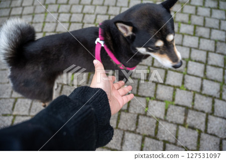 2025年6月11日，台灣鶯歌：一隻黑褐色、全身紅色、獨身的柴犬在鶯歌石廣場玩耍。 127531097