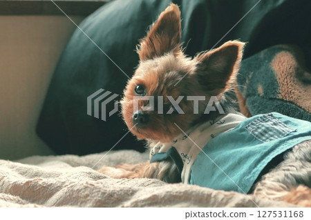 凝視的約克夏犬 凝視的約克夏犬 127531168
