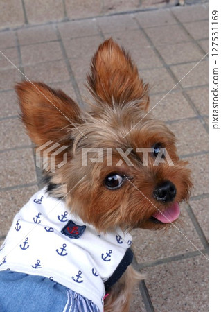 約克夏犬回頭看 約克夏犬回頭看 127531169