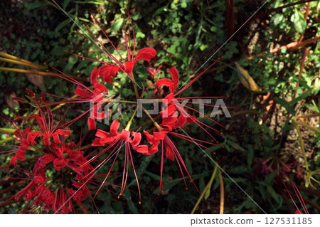 A cluster amaryllis seen from above A cluster amaryllis seen from above 127531185