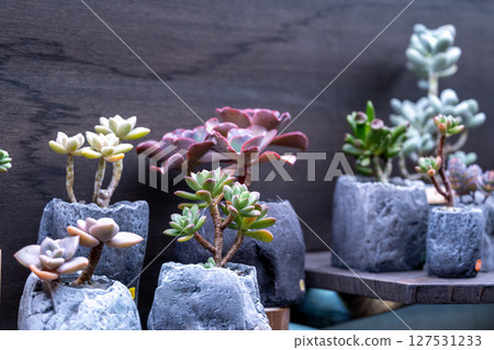 台灣，2025年小盤乳突球，仙人掌，白刺，中長伸長，細粉紅花，睡蓮葉一片 127531233