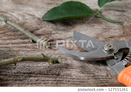 Garden secateurs plants with chopped cuttings with leaves on wood table. Garden secateurs plants with chopped cuttings with leaves on wood table. 127531261