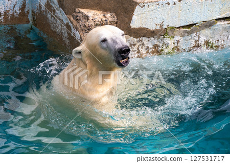 Tennoji Zoo: Polar bears playing in the water Tennoji Zoo: Polar bears playing in the water 127531717