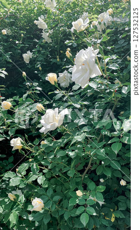 white garden roses, aesthetics of nature in summer 127532125