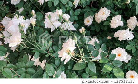 white garden roses, aesthetics of nature in summer 127532133