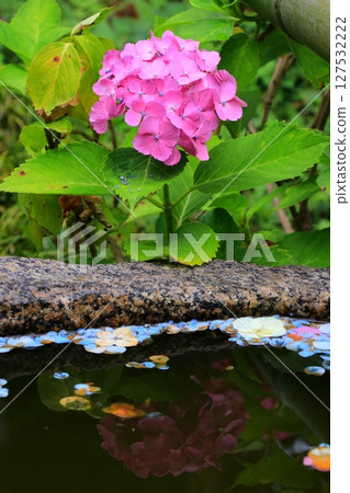 Hydrangea reflected on the surface of the water 127532222