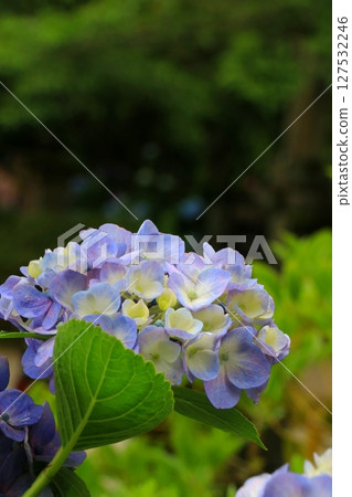 Blue hydrangea 127532246