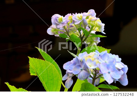 Hydrangea blooming in the rainy season 127532248