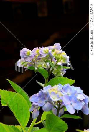 Blue hydrangea 127532249
