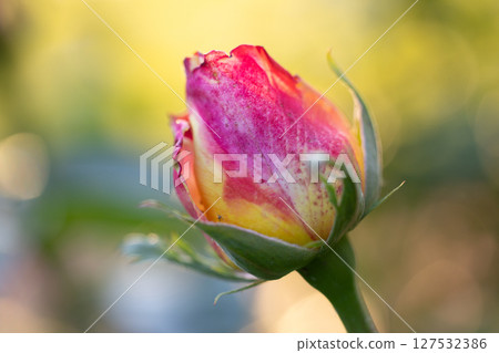 Rosebud in the sunset light, close up Rosebud in the sunset light, close up 127532386
