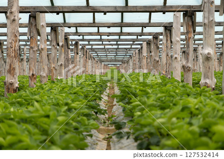 The greenhouse strawberry farm with rows of lush berry plants 127532414