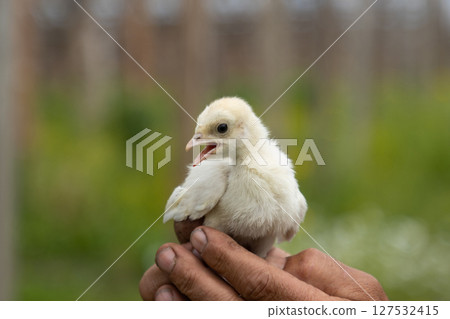 Little turkey chick in a farmers rough hands in a farmland 127532415