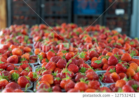 Farmer's strawberry harvest ready for shipment to wholesale buyers 127532421