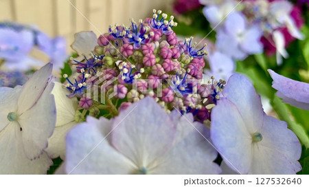 Close-up of hydrangea (blue and pink bisexual flowers, white decorative flowers) (Katahara Onsen Hydrangea Village/Gamagori City, Aichi Prefecture) Close-up of hydrangea (blue and pink bisexual flowers, white decorative flowers) (Katahara Onsen Hydrangea Village/Gamagori City, Aichi Prefecture) 127532640