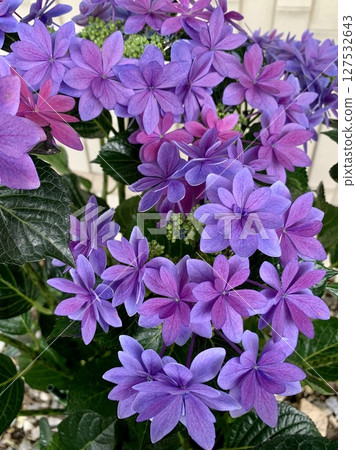 盛開的繡球花特寫（紫色）（愛知縣蒲郡市片原溫泉繡球花村） 127532643