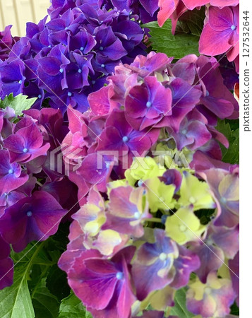A close-up of hydrangeas with colorful petals (decorative flowers) (Katahara Onsen Hydrangea Village/Gamagori City, Aichi Prefecture) 127532644