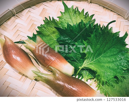 Summer season spice vegetables: myoga and shiso leaves 4 127533016