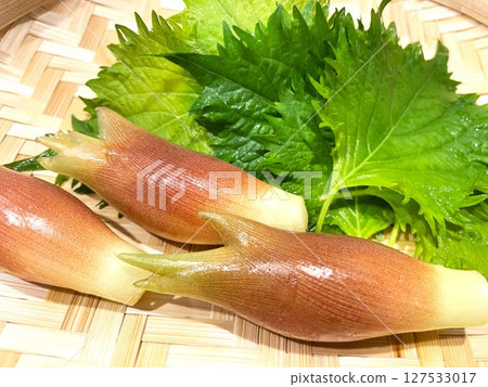 Summer season spice vegetables: myoga and shiso leaves5 127533017