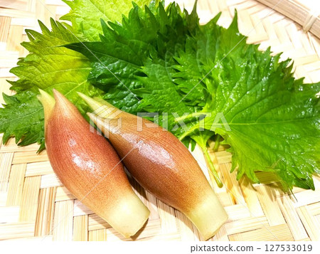 夏季香料：茗荷和紫蘇葉 7 127533019