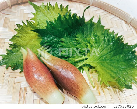 Summer season spice vegetables: myoga and shiso leaves 8 127533020