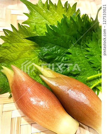 Summer season spice vegetables: myoga and shiso leaves 9 127533021