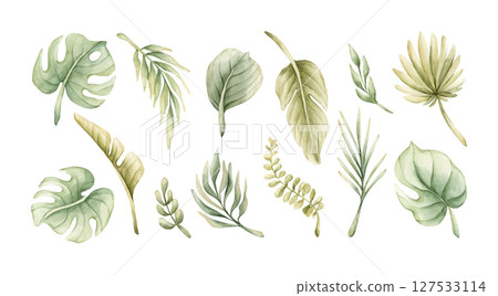 Tropical Monstera Palm Leaves Clipart Set. Exotic African jungle rainforest green plants. Watercolor hand painted summer floral isolated illustration on white background Cute kids nursery baby shower Tropical Monstera Palm Leaves Clipart Set. Exotic African jungle rainforest green plants. Watercolor hand painted summer floral isolated illustration on white background Cute kids nursery baby shower 127533114