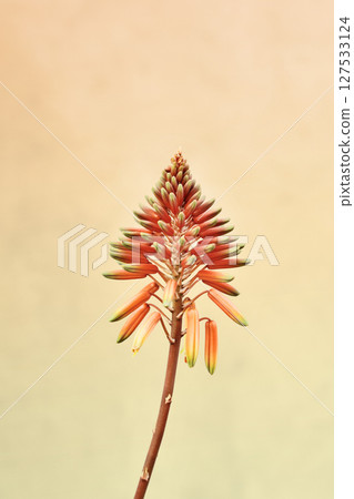 Detail of orange aloe flower 127533124