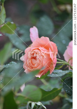 Pink rose flowers are blooming in the rose garden 127533147