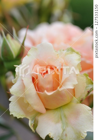 Pink rose flowers are blooming in the rose garden 127533150