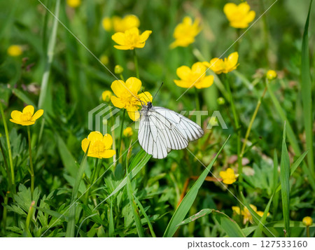 Hawthorn butterfly on a yellow flower. Hawthorn butterfly on a yellow flower. 127533160