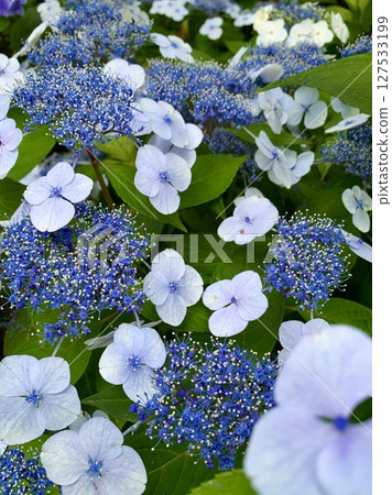 盛開的繡球花(藍白色)(瑞雲山本光寺/愛知縣幸田町) 盛開的繡球花(藍白色)(瑞雲山本光寺/愛知縣幸田町) 127533199