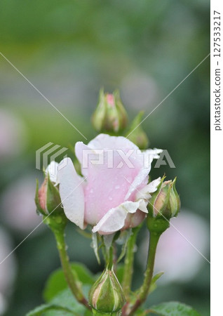 Rose wet with rain 127533217